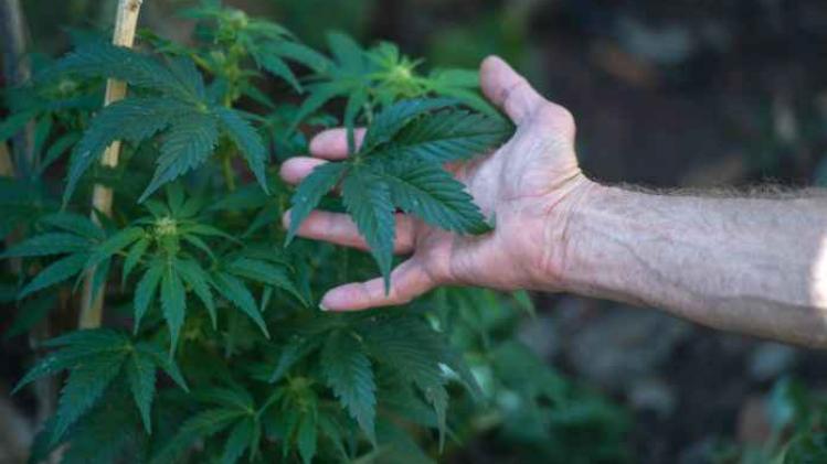 cannabisolie